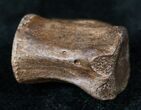 Small Theropod (Raptor) Caudal Vertebrae - Hell Creek Formation #12799-1